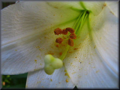 Easter Lily Close up