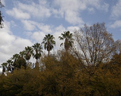Fall in Mendoza IV