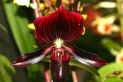 Orchid III