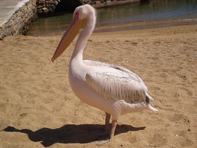 Petros