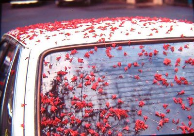 The Windscreen.