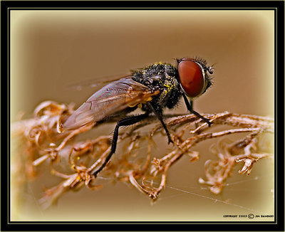 Another Fly
