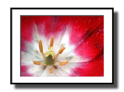 Red & White Tulip