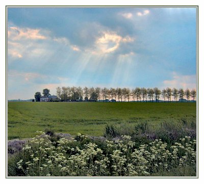 Trees on horizon