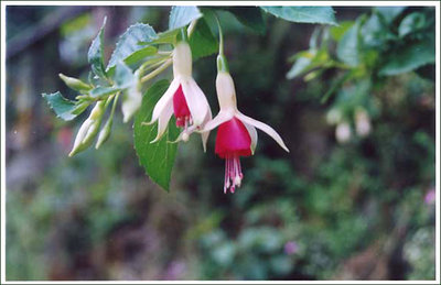 Himalayan Flower