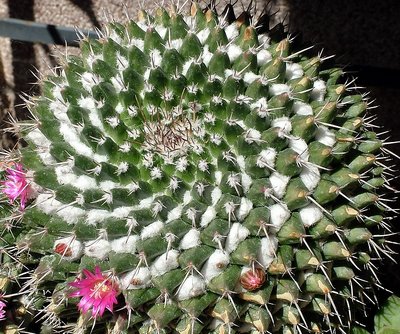 Cactus spiral