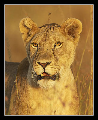 Lioness in Lovely Late Light