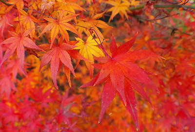 Japanese Autumn