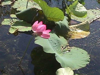 Another Waterlily