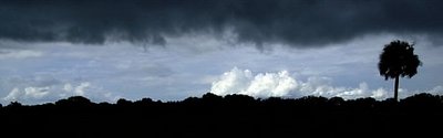 The Storm and The Tree