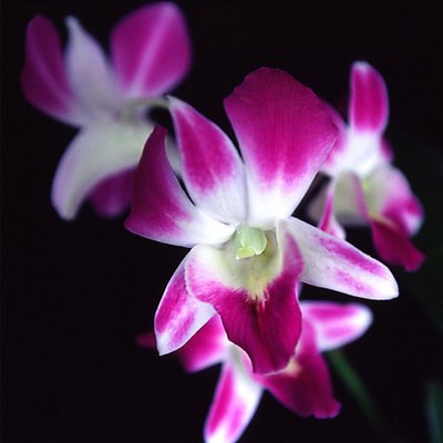 Dendrobium Orchid