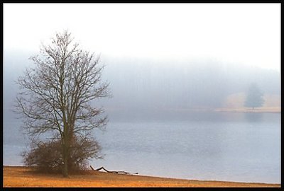 trees in fog