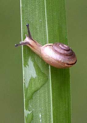 A Snails Pace