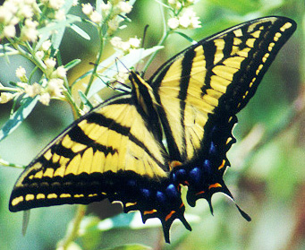 Butterfly at Zion... cropped