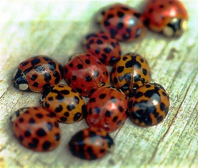 LadyBugs