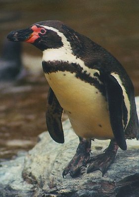 Penguin