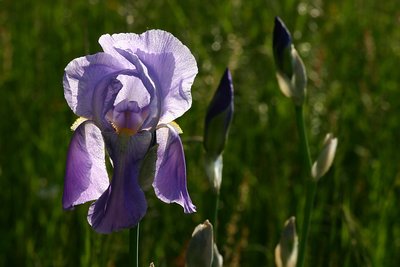Iris, translucent