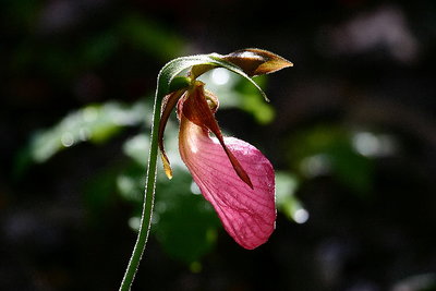 Lady Slipper II