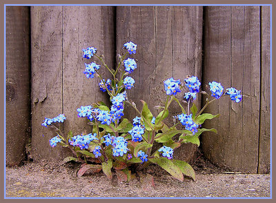 Don't -forget -me