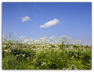 Fluitenkruid/ Cow Parsley