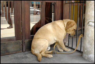 Uptown Dog