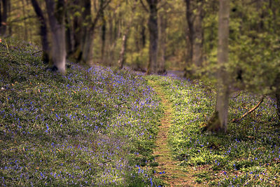 Bluebells