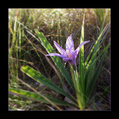 velloziaceae
