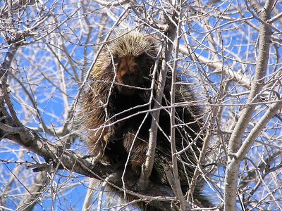 Porcy in a Tree