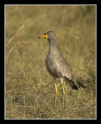 Wattled Plover