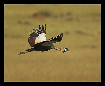 Crowned Crane in Flight