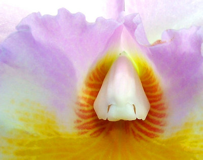 Can Orchids Smell?  Nobody Nose.