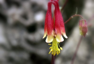 Peace Garden Flower