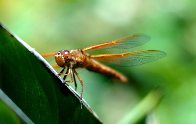 Dragonfly