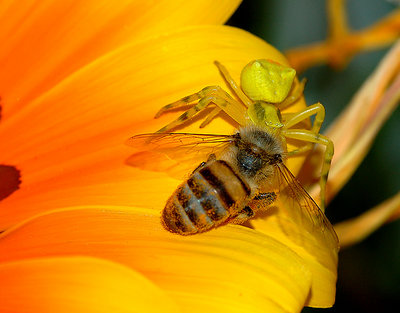 War Of Insects  