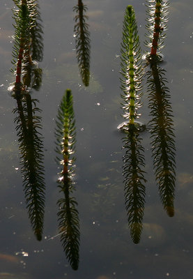 Mare's Tails