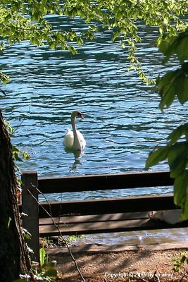 swiss limmat