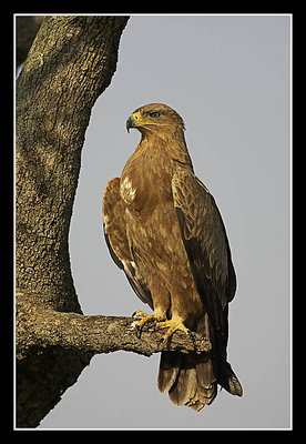 Tawny Eagle