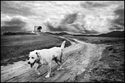 Solitary dog bw