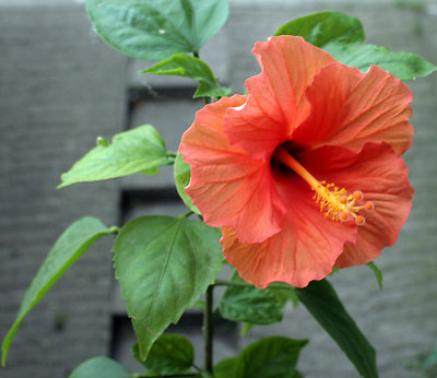 Hibiscus flower