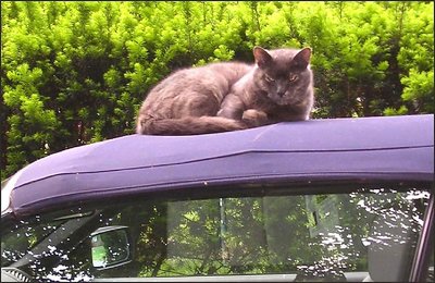 Hep cat and convertible