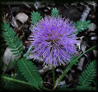 Sensitive Brier (Schrankia uncinata), 