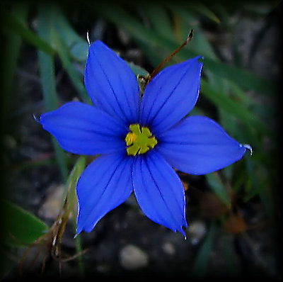 Blue-eyed grass