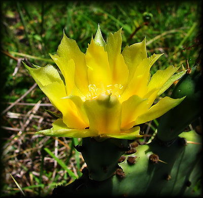 Cactus Flower