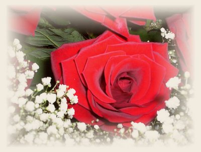 roses of love 