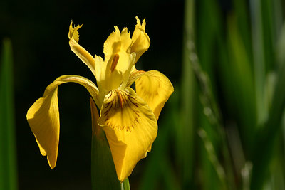 Iris pseudacorus