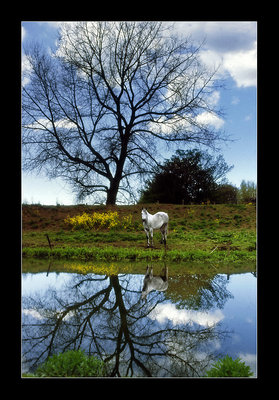 fable
