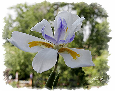 Elegant Iris