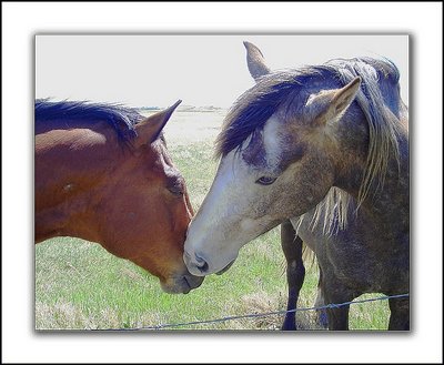 Affectionate Horse