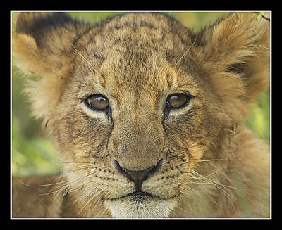 Lion Cub - Up Close