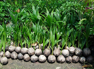 Lovely bunch-a-coconuts!